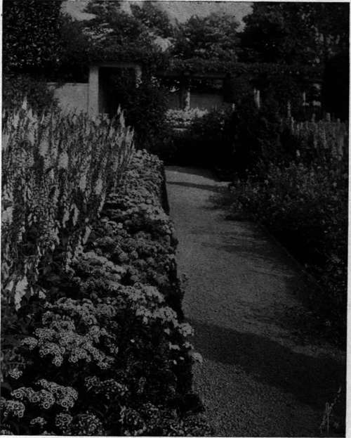 A Border Planting of Foxgloves and Sweet Williams