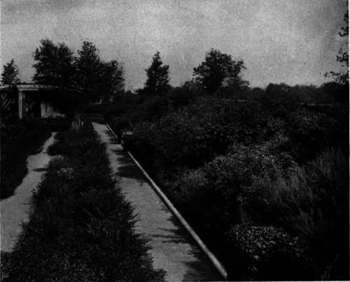 A Shrub Boundary Border