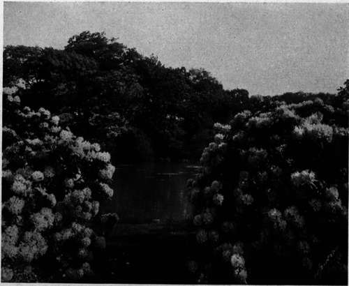 A Vista Between Rhododendrons