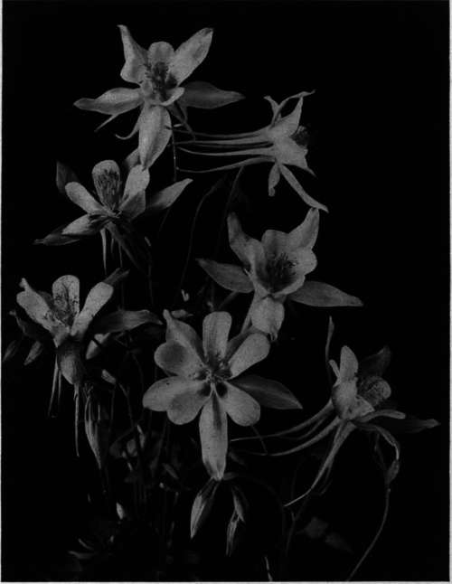 Aquilegias   Columbines