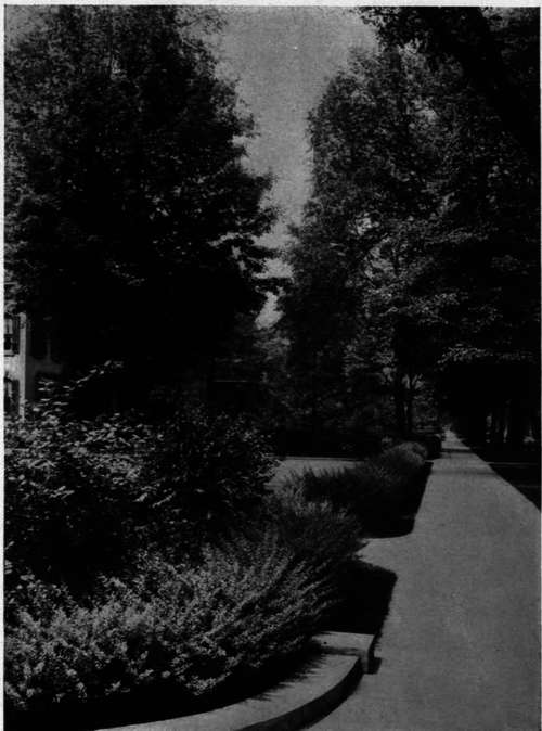 Berberis Thunbergii Hedge