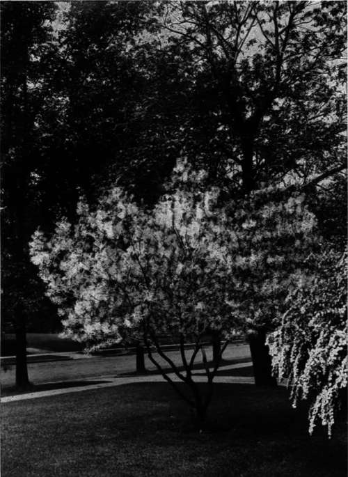 Chionanthus virginica   White Fringe