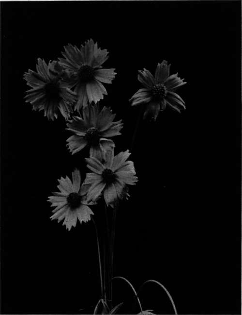 Coreopsis lanceolata  Tickseed