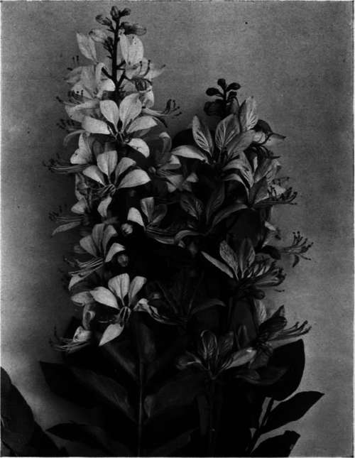 Dictamnus albus   Gas Plant