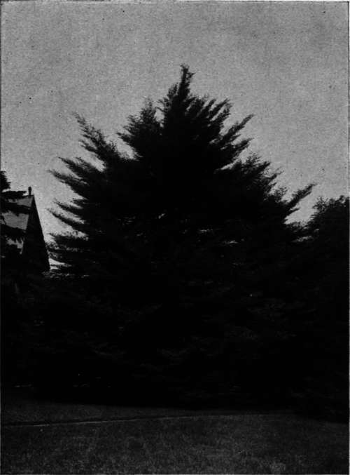 Fagus sylvatica var. heterophylla   Fern leaved Beech