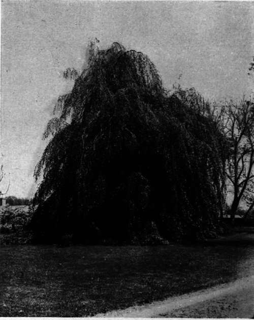 Fagus sylvatica var. pendula   Weeping Beech