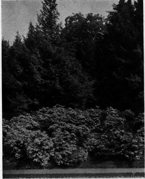 Hemlocks and Mountain Laurel