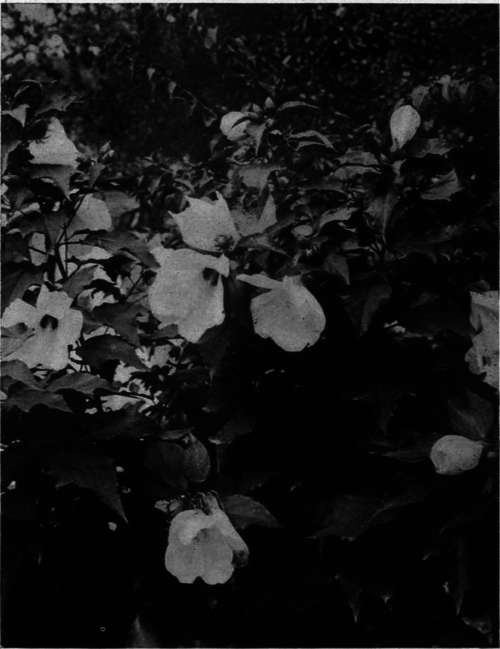 Hibiscus moscheutos var. Crimson Eye   Crimson eyed Hibiscus