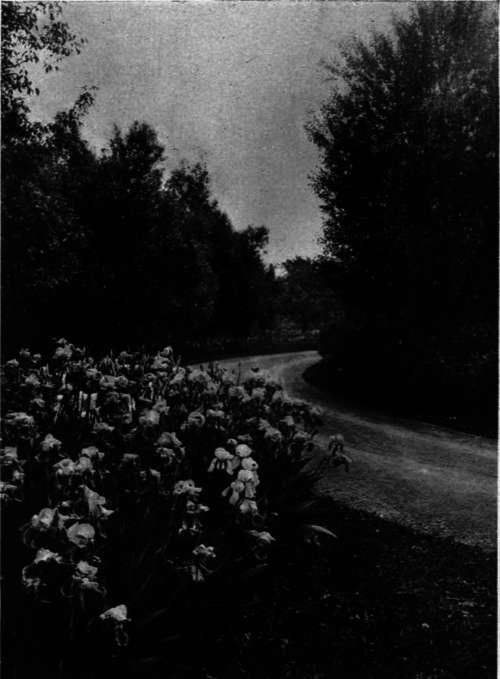 Iris gennanica   German Iris