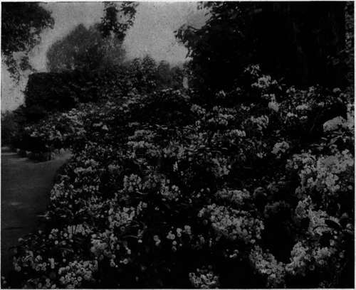 Kalmia latifolia  Mountain Laurel