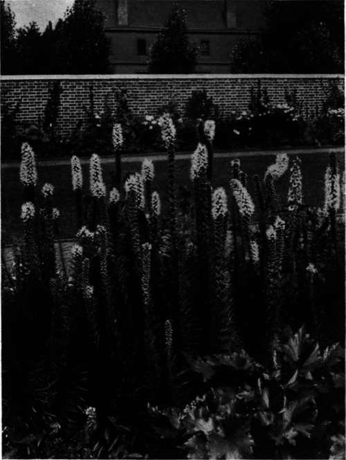 Liatris pycnostachya   Blazing Star