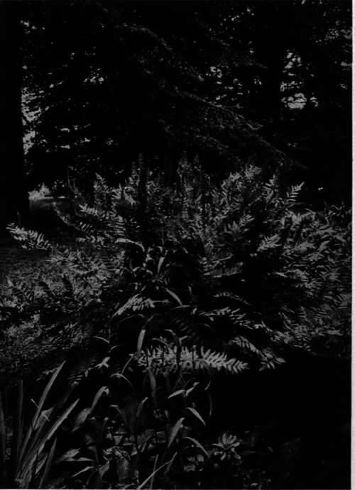 Osmunda regalis   Royal Ferns