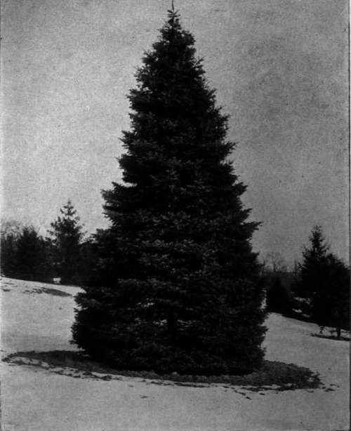 Picea Engelmanni   Engelmann's Spruce