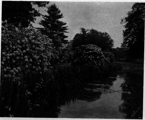 Rhododendrons   Aquatic Garden Effects
