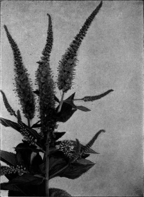 Veronica longifolia var. subsessilis   Speedwell