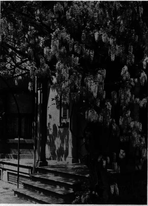 Wistaria chinensis   Chinensis Wistaria