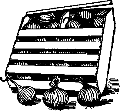 Onions Packed In Bermuda Crate.