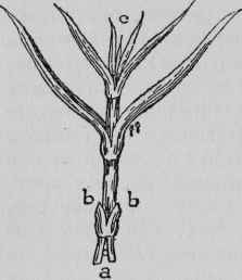Cutting of Winter Carnation.