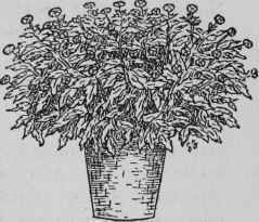 Disbudding Bush Chrysanthemums.