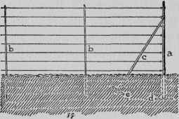 Espalier (Wire) for Training