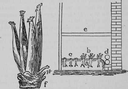 Forcing Seakale. a. Roots in bed of soil. b. Growing.