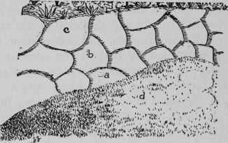 Grouping Herbaceous Plants.