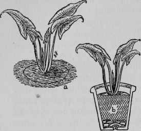 Lifting Arum Lilies.
