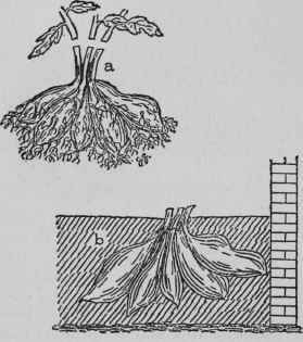 Lifting Dahlias.