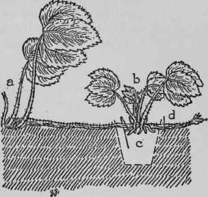 Propagating Strawberries.