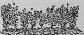 Pruning Hedges 98