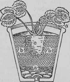 Repotting Young Strawberries (p. 310).
