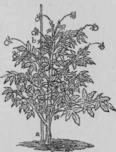 Staking Dahlias.