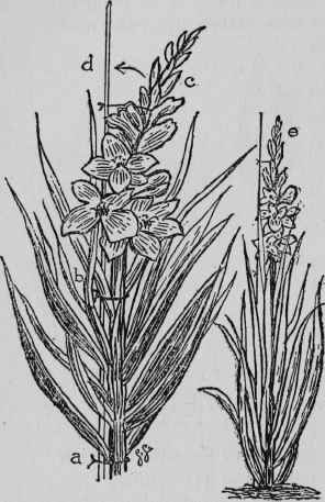 Staking Gladioli (p. 305).