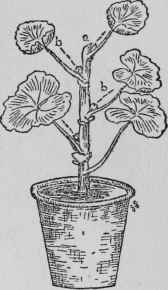 Stopping Zonal Geraniums.