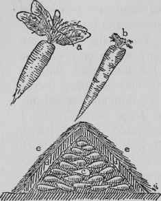 Storing Root Vegetables.