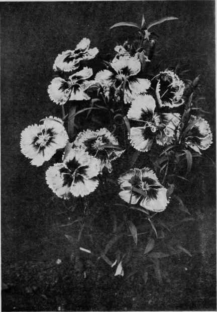 The Japanese Pink, Dianthus Heudewigii, grown as an annual from seed sown the same year.