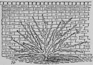 The Third Shortening of a Peach or Cherry.