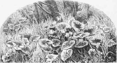 Cyclamens in the wild garden ; from nature.