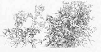 The White flowered European Clematis (C. erecta).