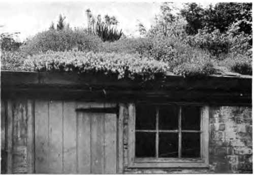 A Roof Garden