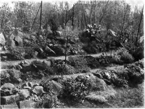 Part Of Rock Garden, Crooks Hill Board School, Norwich