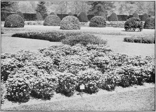 A bed of Kalmia Glauca.