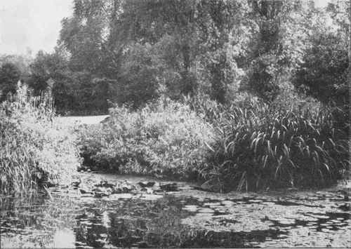 A pretty water garden; note the bamboos on the margin.