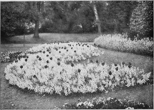 A bed of double white arabis and tulips.