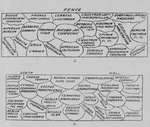Borders Of Shrubs