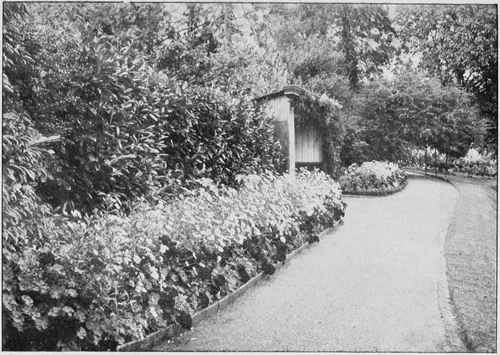 Front the shrubbery with a broad belt of herbaceous plants.