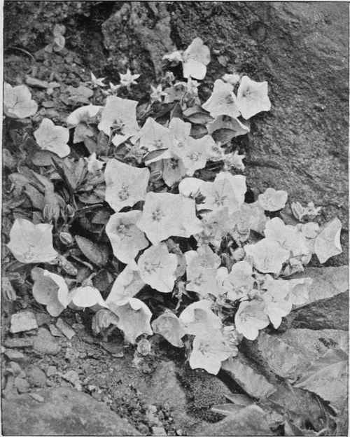 Campanula Raineri.