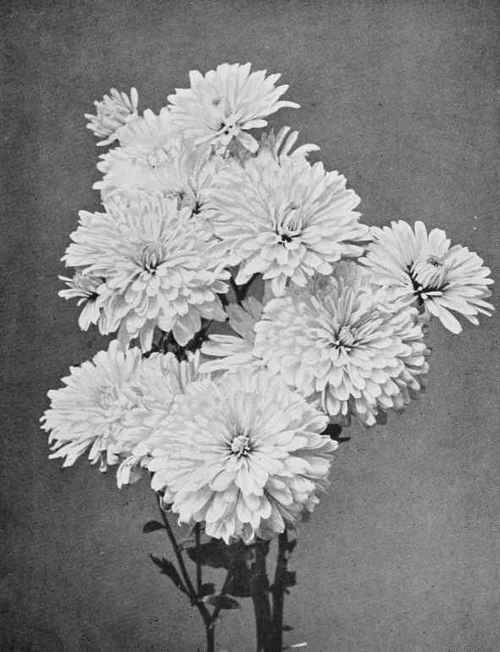 Chrysanthemum White Pet
