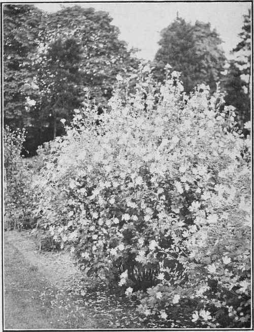 A splendid clump of Mallow (Lavatera)