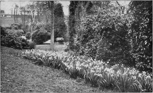 A Colony Of Daffodil Emperor At The Garden House, Saltwood, Hythe.